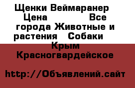 Щенки Веймаранер › Цена ­ 40 000 - Все города Животные и растения » Собаки   . Крым,Красногвардейское